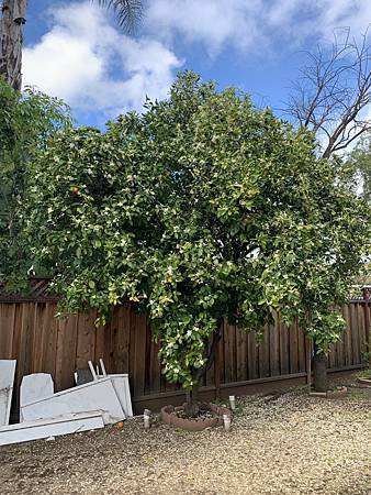 當繁花褪去...綠葉滿株時,