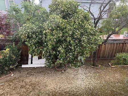 當繁花褪去...綠葉滿株時,