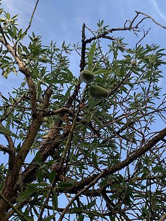 當繁花褪去...綠葉滿株時,