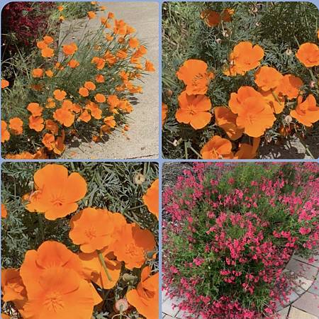 春天的花太驚艷...