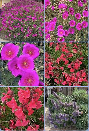 春天的花太驚艷...