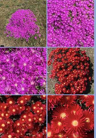 春天的花太驚艷...