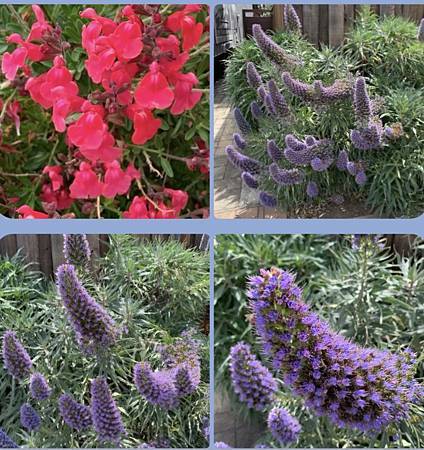 春天的花太驚艷...