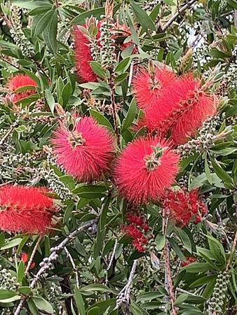 春天的花太驚艷...