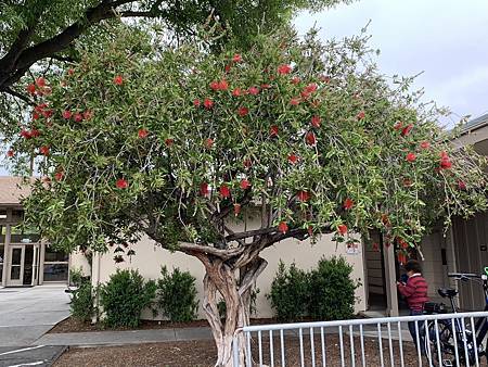 春天的花太驚艷...