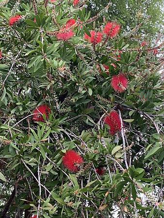 春天的花太驚艷...