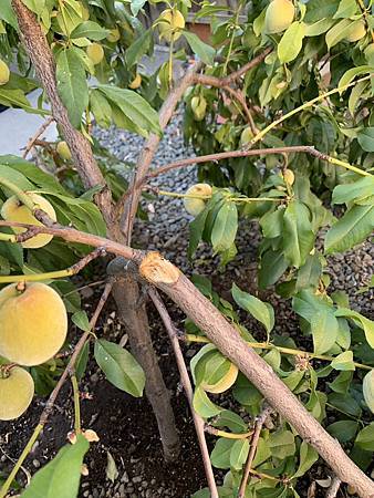 誰家做的桃仔青 誰家做的桃仔青