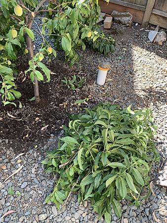 誰家做的桃仔青 誰家做的桃仔青