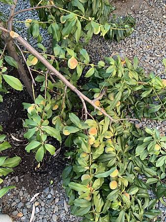 誰家做的桃仔青 誰家做的桃仔青