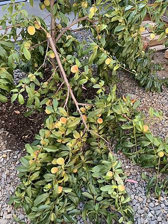 誰家做的桃仔青 誰家做的桃仔青