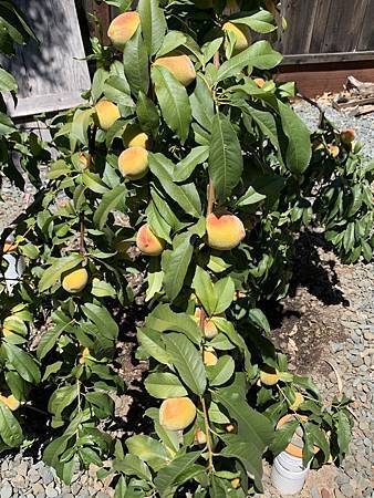 誰家做的桃仔青 誰家做的桃仔青