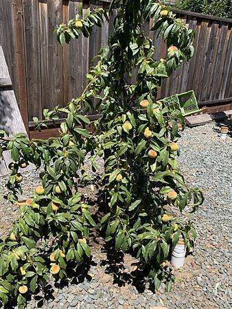 誰家做的桃仔青 誰家做的桃仔青