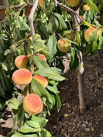 誰家做的桃仔青 誰家做的桃仔青