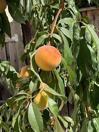 誰家做的桃仔青 誰家做的桃仔青