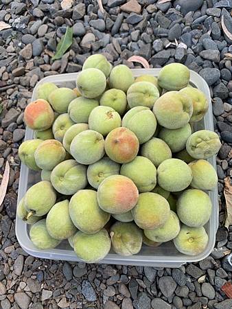 誰家做的桃仔青 誰家做的桃仔青