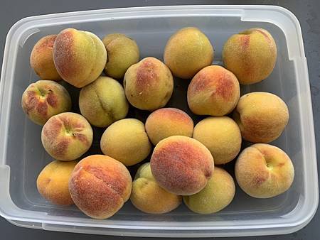 誰家做的桃仔青 誰家做的桃仔青