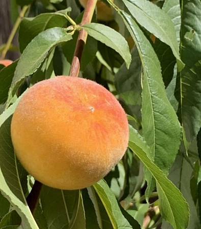 誰家做的桃仔青 誰家做的桃仔青