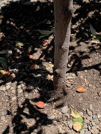 誰家做的桃仔青 誰家做的桃仔青