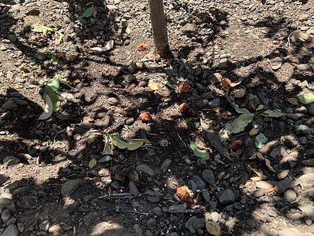 誰家做的桃仔青 誰家做的桃仔青