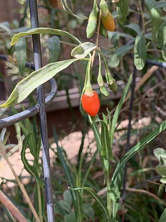 王老先生有塊地 王老先生有塊地