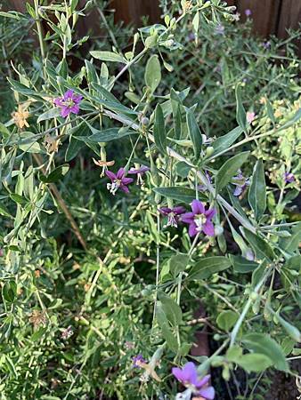 王老先生有塊地 王老先生有塊地