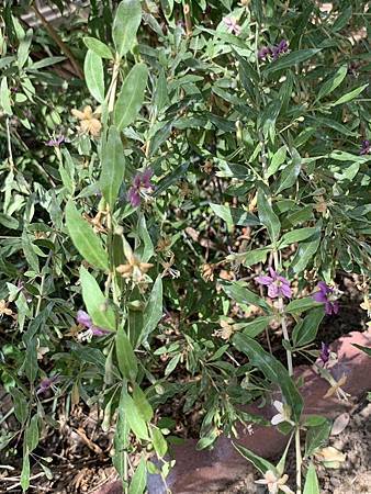 王老先生有塊地 王老先生有塊地