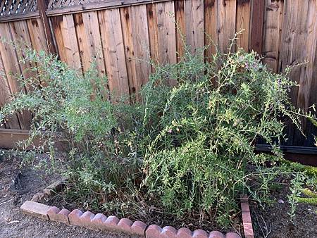 王老先生有塊地 王老先生有塊地