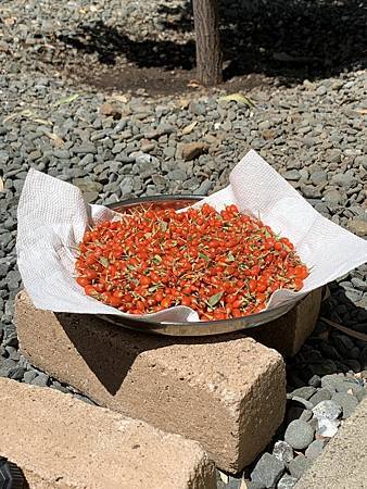 王老先生有塊地 王老先生有塊地