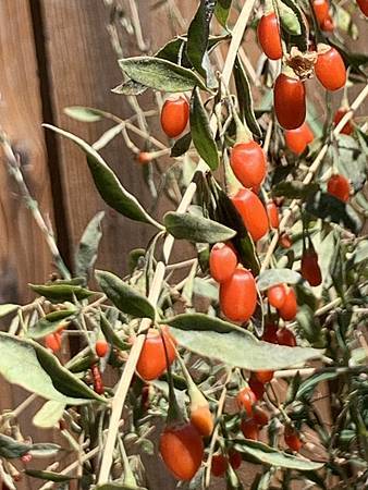 王老先生有塊地 王老先生有塊地