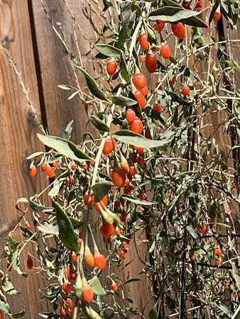 王老先生有塊地 王老先生有塊地