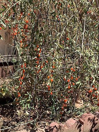 王老先生有塊地 王老先生有塊地