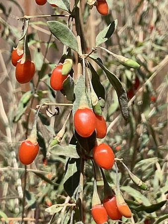 王老先生有塊地 王老先生有塊地