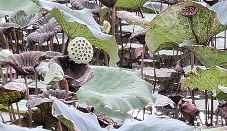 晚秋的荷花... 晚秋的荷花...