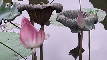 晚秋的荷花... 晚秋的荷花...