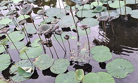 九月的荷花池.... 九月的荷花池....