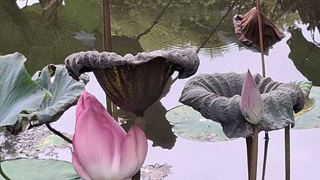 晚秋的荷花... 晚秋的荷花...