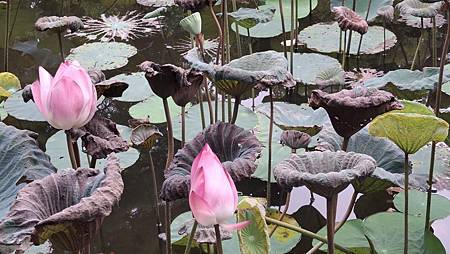 晚秋的荷花... 晚秋的荷花...