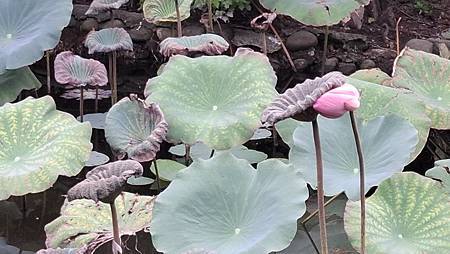 晚秋的荷花... 晚秋的荷花...