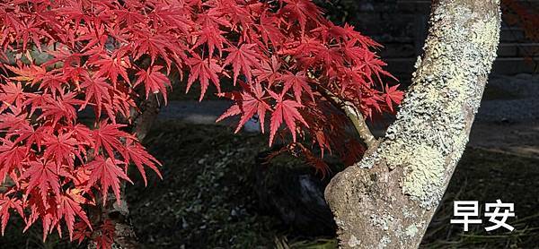 Mr.BIue 照片分享 (三)