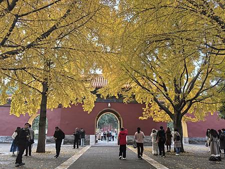 北京銀杏