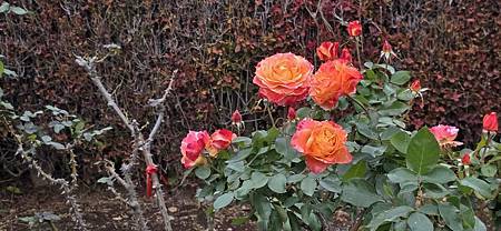 Mr.BIue 照片分享 (三)