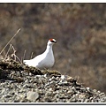 Skaftafell National Park-6.jpg