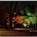 六義園夜楓-5.jpg