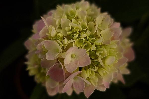 [評比] Canon G5X mark II & SONY 