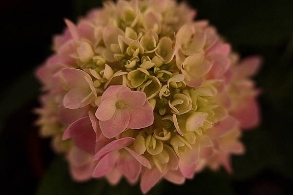 [評比] Canon G5X mark II & SONY 