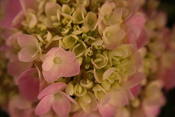 [評比] Canon G5X mark II & SONY 