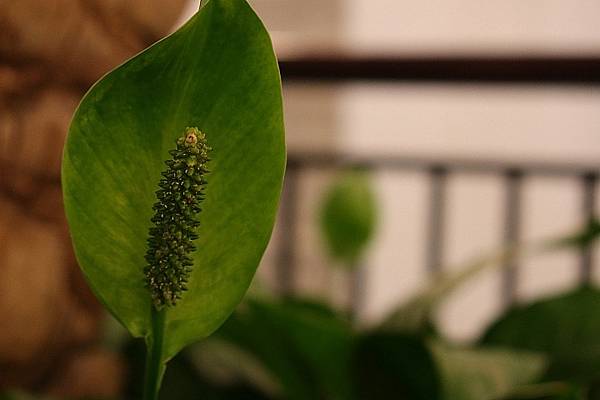 [評比] Canon G5X mark II & SONY 