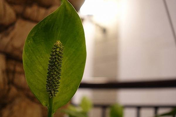 [評比] Canon G5X mark II & SONY 