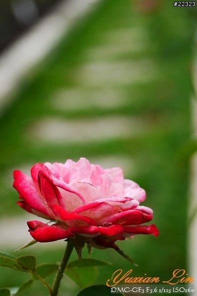 GF3 +14-42 45微 隨手拍~(實拍圖多) GF3 +14-42 45微 隨手拍~(實拍圖多)