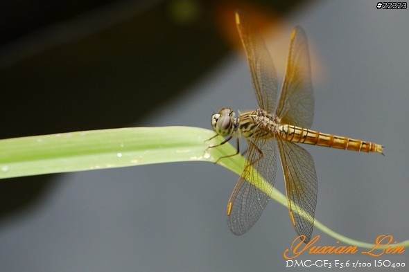 GF3 +14-42 45微 隨手拍~(實拍圖多) GF3 +14-42 45微 隨手拍~(實拍圖多)